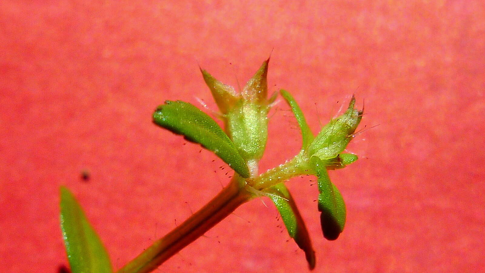 Image of Acisanthera hedyotidea (C. Presl) Triana