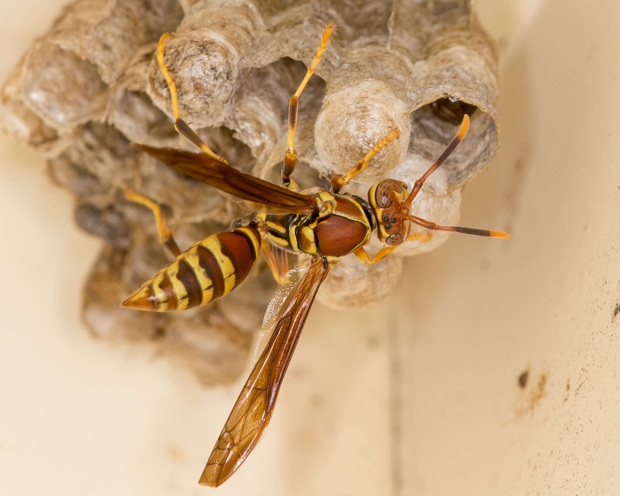 Image of Polistes