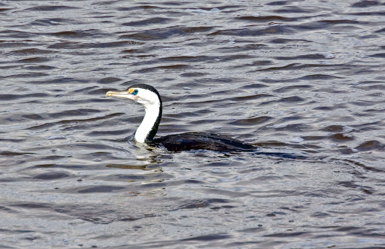 Image of Australian Pied Cormorant