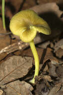 Image of Entoloma incanum (Fr.) Hesler 1967