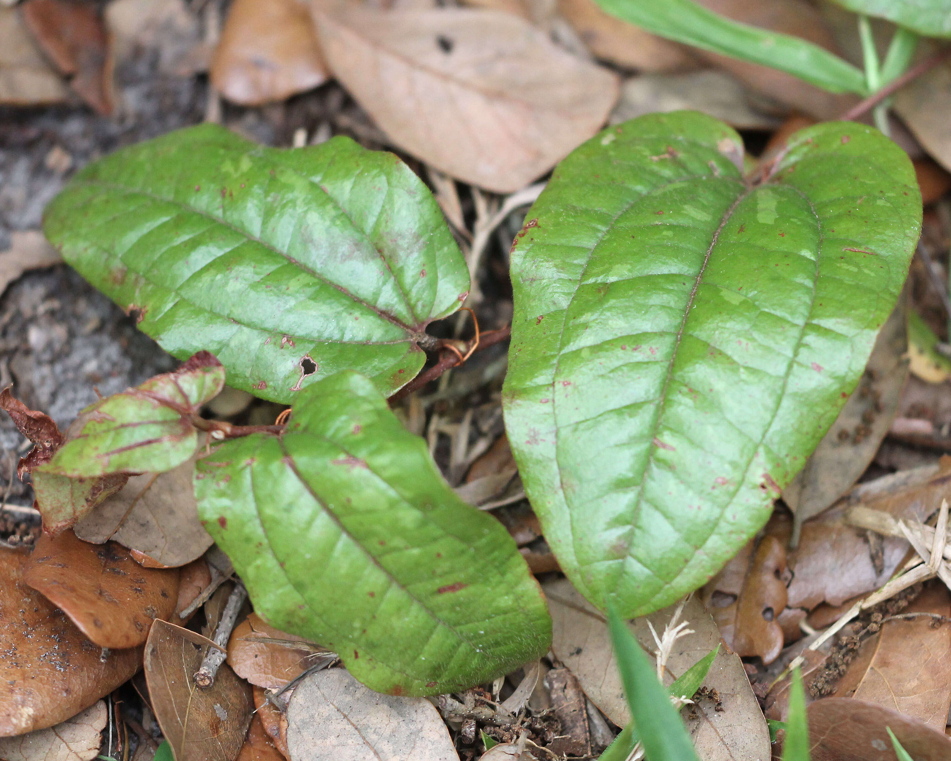 Image of Sarsparilla-Vine