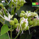 Sivun Clerodendrum villosum Blume kuva