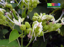 Image of Clerodendrum villosum Blume