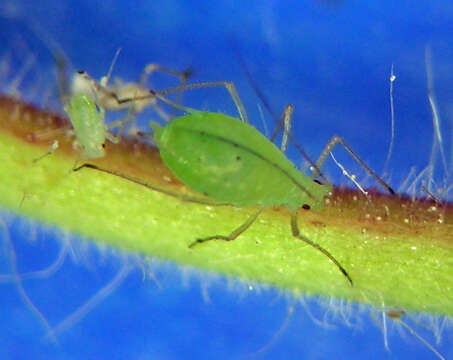 Image of Macrosiphum