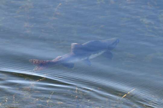 Image of Pink Salmon