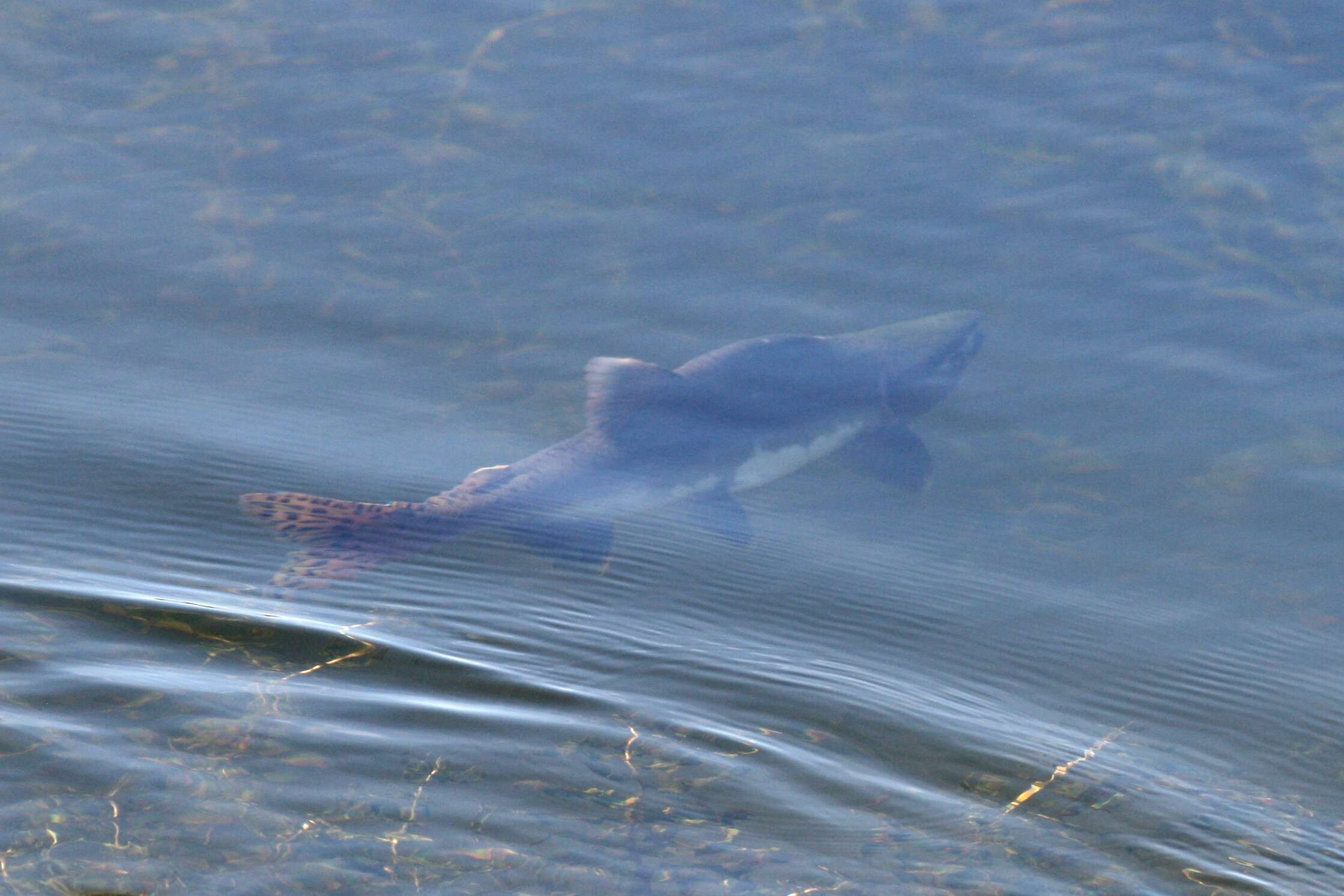 Image of Salmon