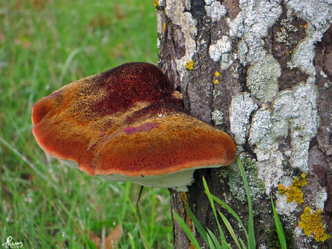 Image of Fistulinaceae