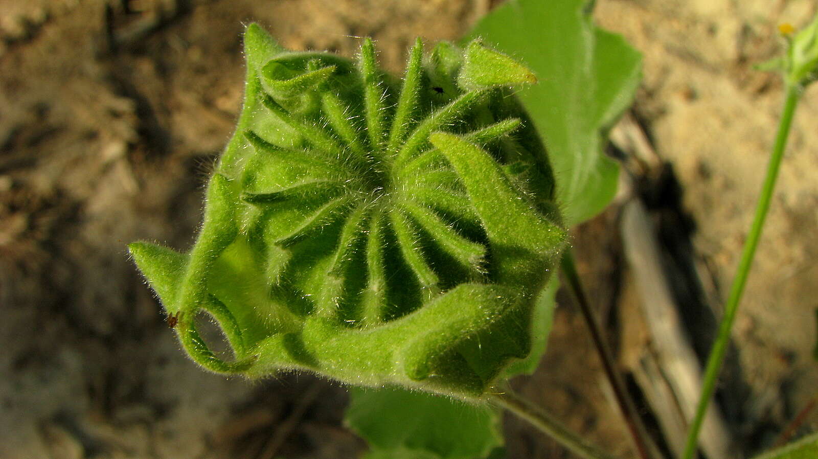 Image of Callianthe pauciflora (A. St.-Hil.) Dorr