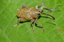 Image of Curculio