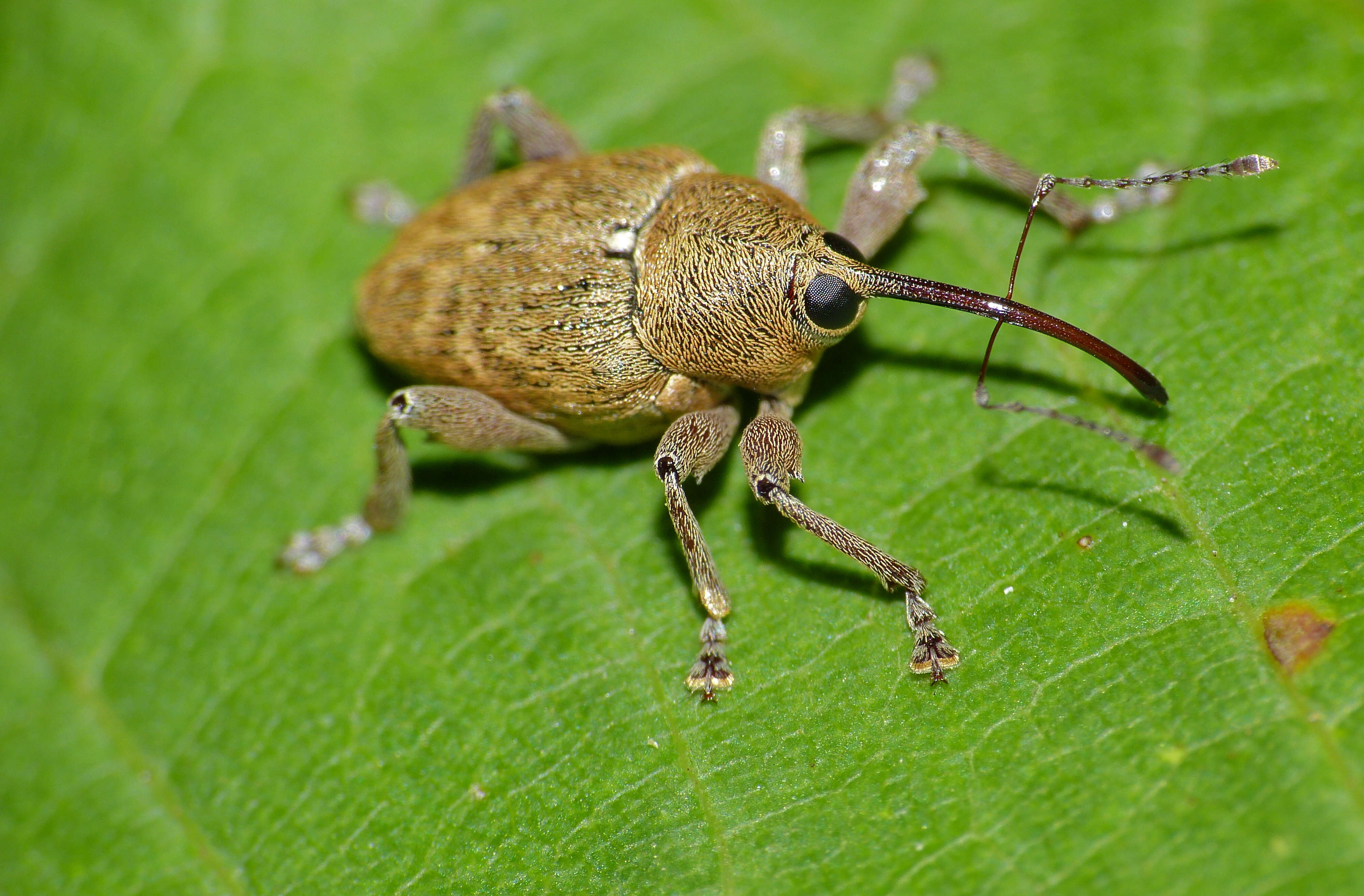 Curculio glandium Marsham 1802 resmi