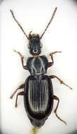 Image of Pterostichus