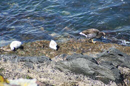 Image of Kelp Goose