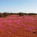 Слика од Calandrinia hortiorum Obbens