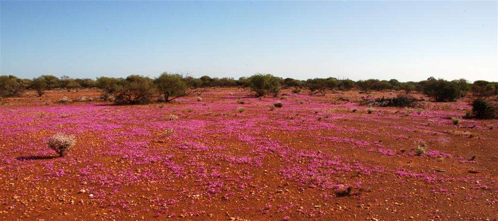 Слика од Calandrinia