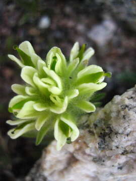 Image of beautiful Indian paintbrush