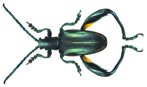 Image of frog beetles