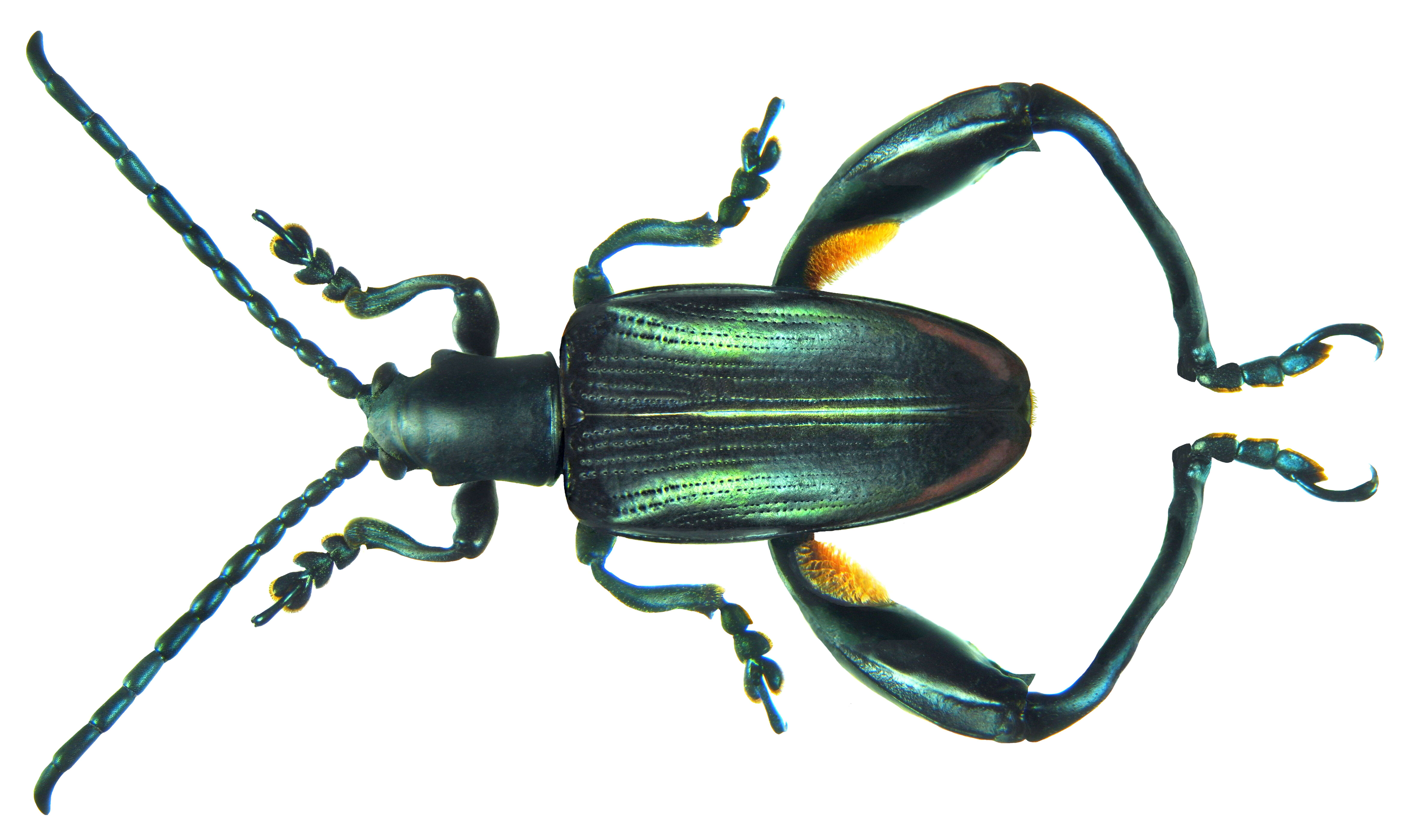 Image of frog beetles