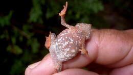 Image of beaked toads