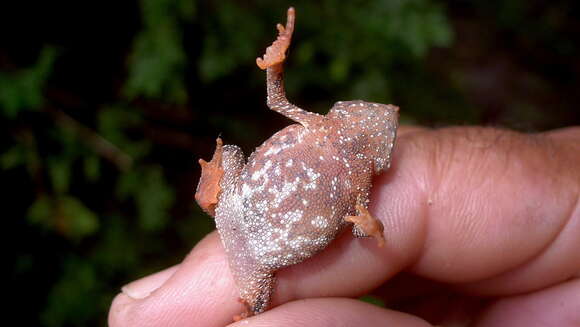 Image of Rhinella hoogmoedi Caramaschi & Pombal 2006