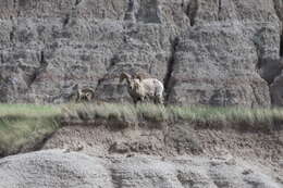 Image of bighorn sheep