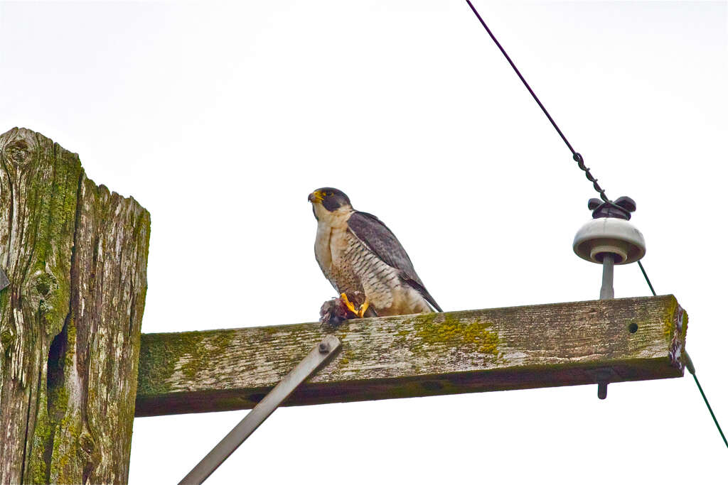 Image of Falco peregrinus pealei Ridgway 1874