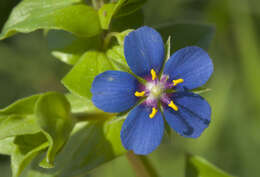 Imagem de Lysimachia foemina (Mill.) U. Manns & Anderb.