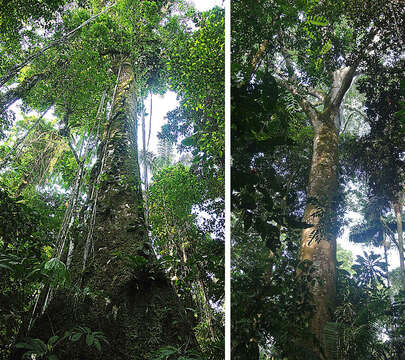 Image of Ficus insipida Willd.