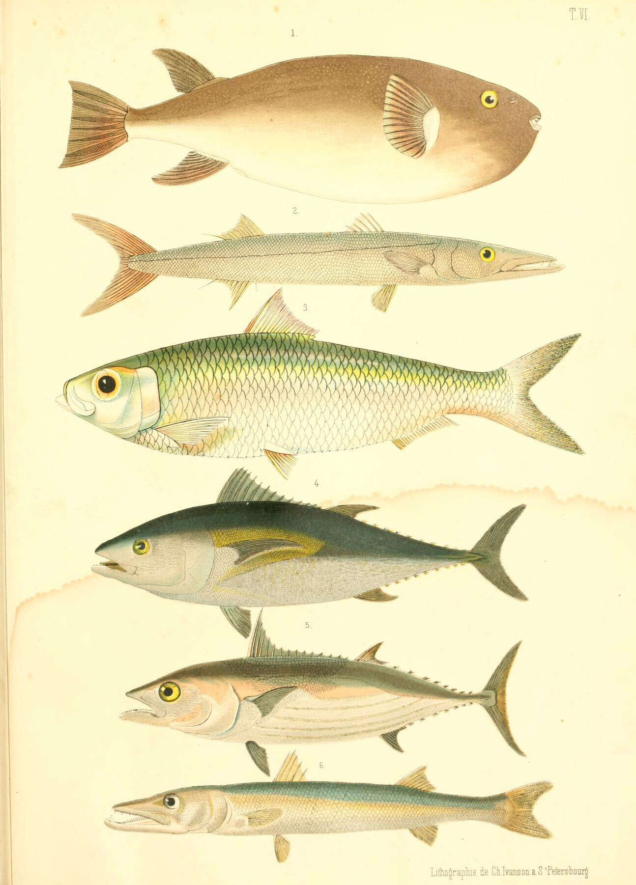 Sivun Takifugu porphyreus (Temminck & Schlegel 1850) kuva