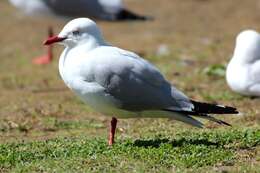 Image of Hooded gulls