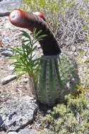 Image of Barrel Cactus