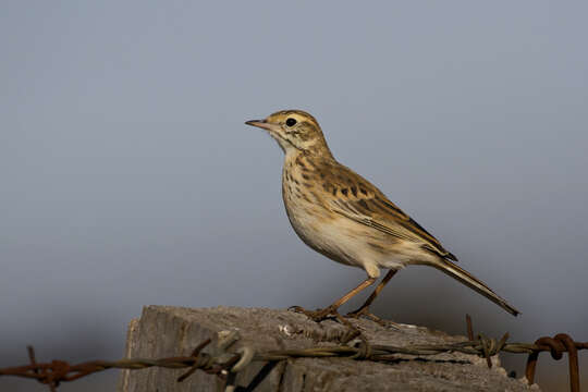 Image of Australasian Pipit