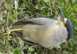 Image of Night Herons