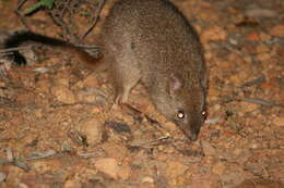 Image of bettongs, potoroos, and rat kangaroos