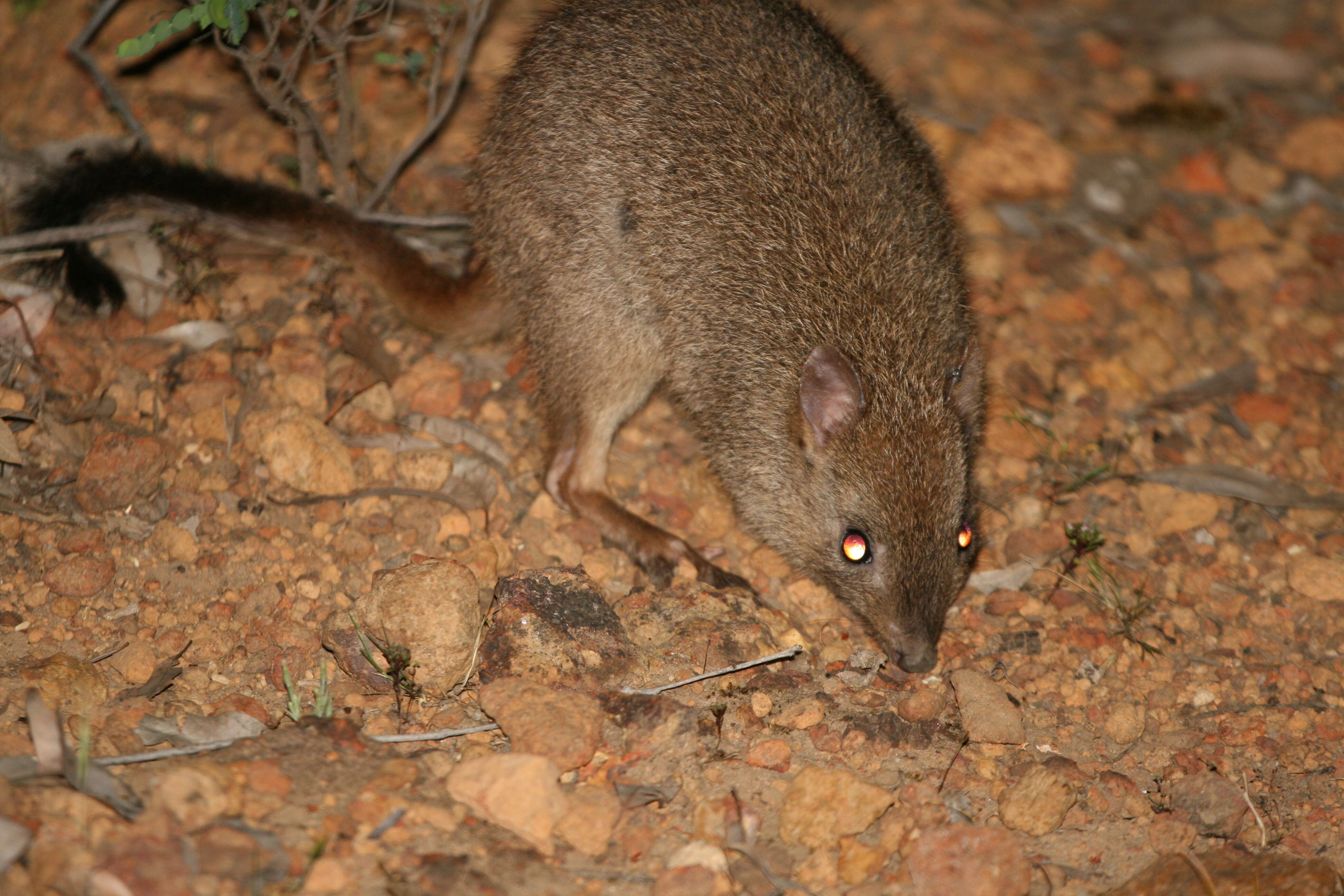 Imagem de Bettongia penicillata Gray 1837