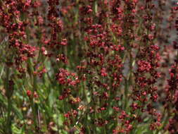 Image of Sheep's Sorrel