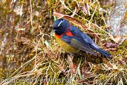 Image of Collared Bush Robin