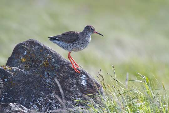 Image of Common Redshank