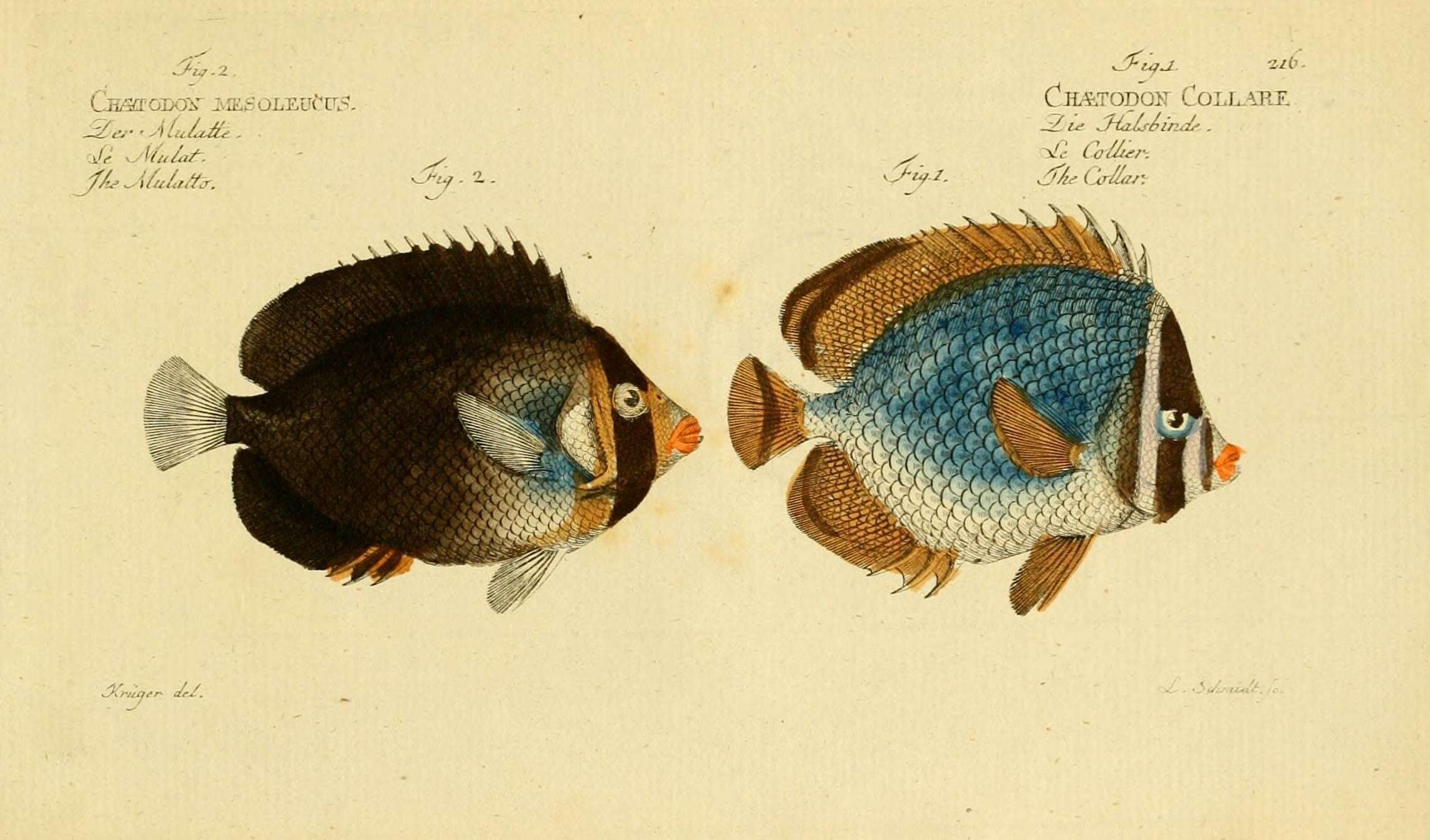 Imagem de Chaetodontoplus mesoleucus (Bloch 1787)