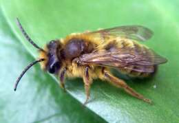 Image of Andrena nigroaenea (Kirby 1802)