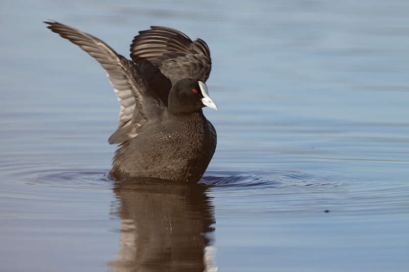 Image of Common Coot