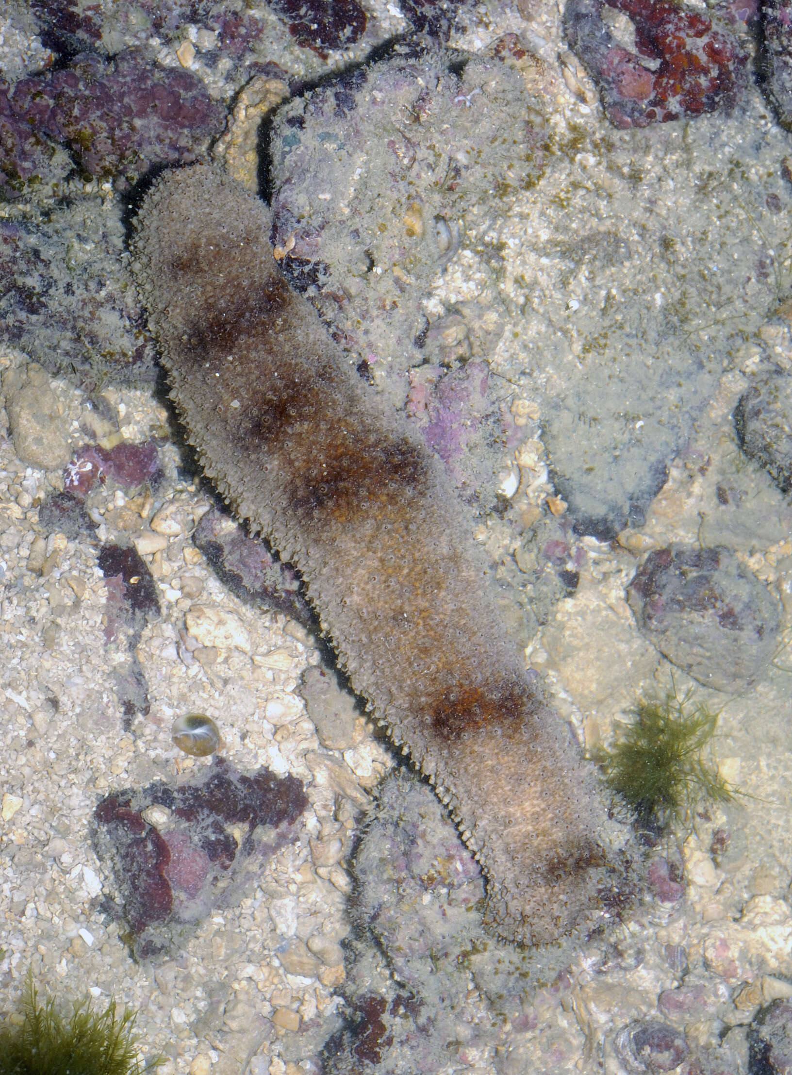 Image of Holothuria subgen. Stauropora Rowe 1969