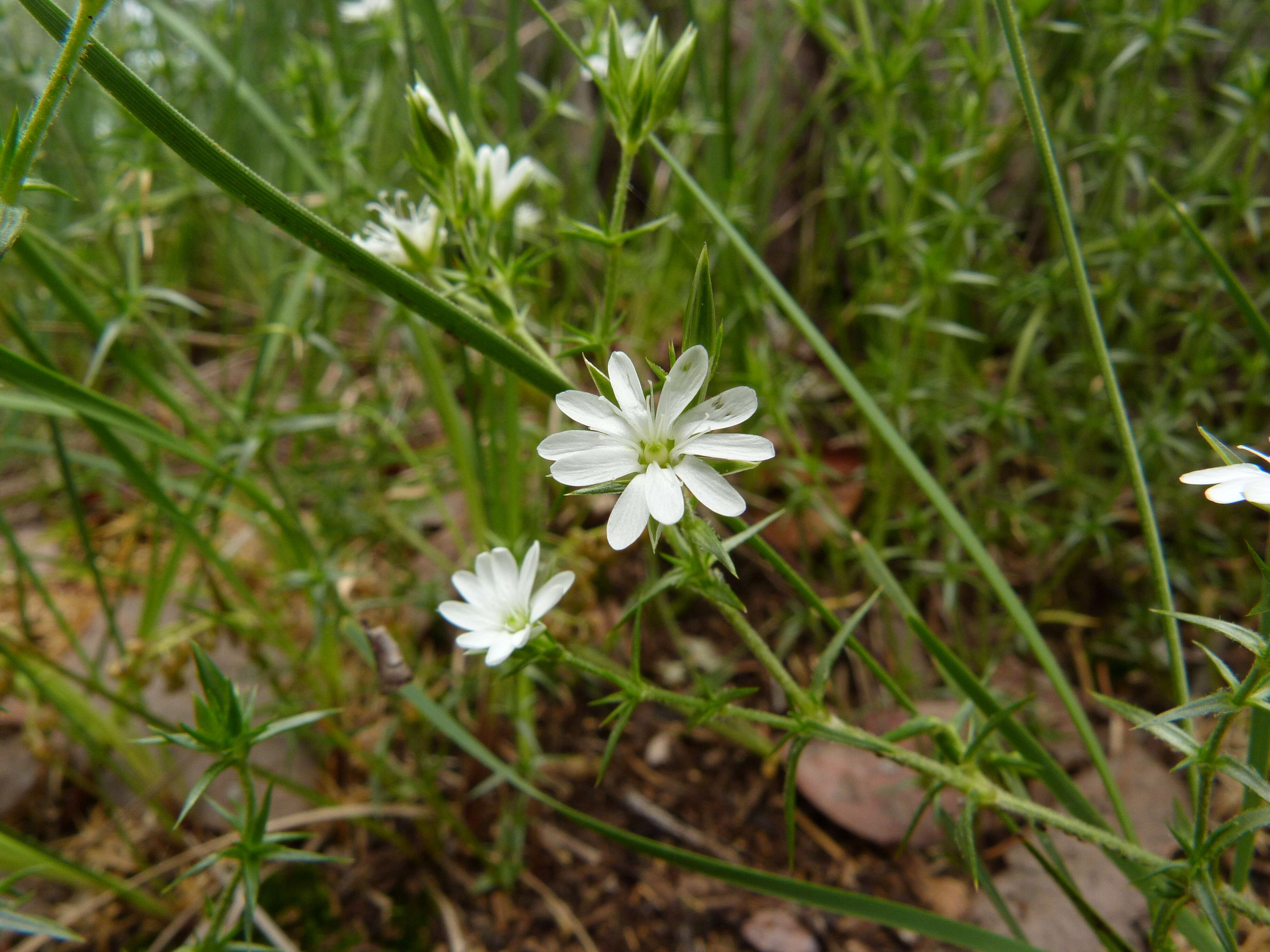 Image of Stellaria pungens Brongn.