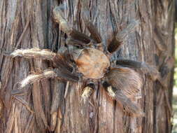 Image of Texas Brown Tarantula