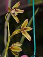 Cymbidium rectum Ridl.的圖片