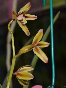 Image de Cymbidium rectum Ridl.