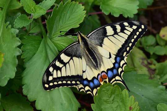 Image of Old World Swallowtail