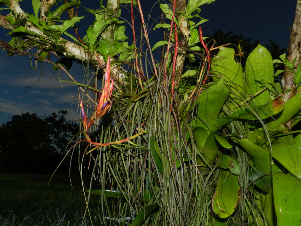 Image of twisted airplant