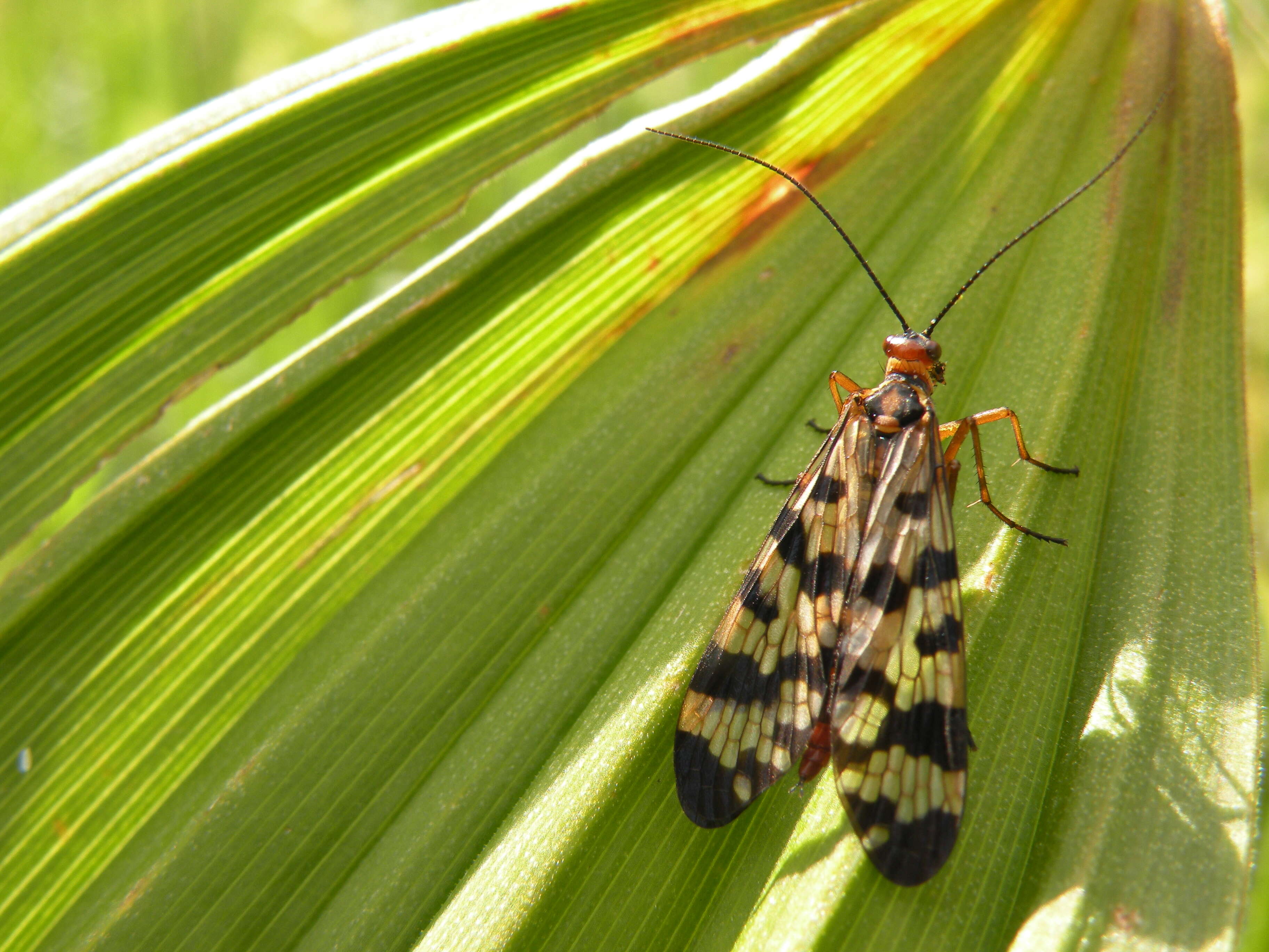 Image of Panorpa meridionalis Rambur 1842