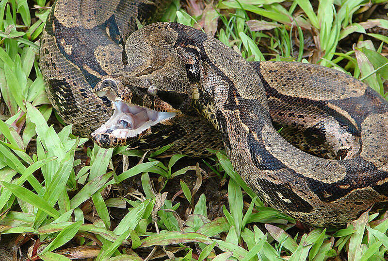 Image of Garden Tree Boa