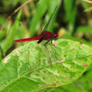 Imagem de Erythemis mithroides (Brauer 1900)